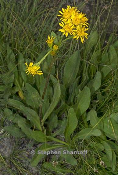 solidago multiradiata 10 graphic